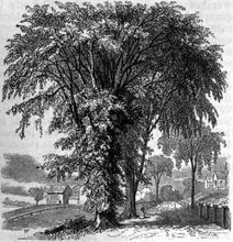 'Princeton' American Elm