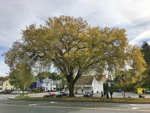 'Princeton' American Elm
