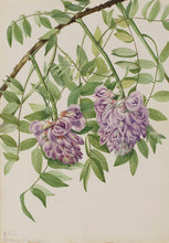 American Wisteria
