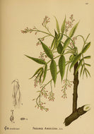 White Ash (American Ash)