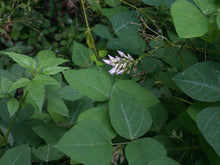 'Crispy Snack' Mouse Bean