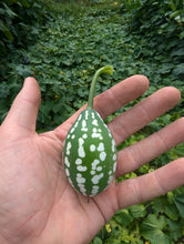 Addi Anchote (White Hanchotte)