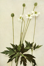Tall Thimbleweed
