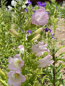 Ann's Bellflower Mix – Experimental Farm Network Seed Store