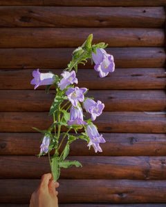Ann's Bellflower Mix – Experimental Farm Network Seed Store