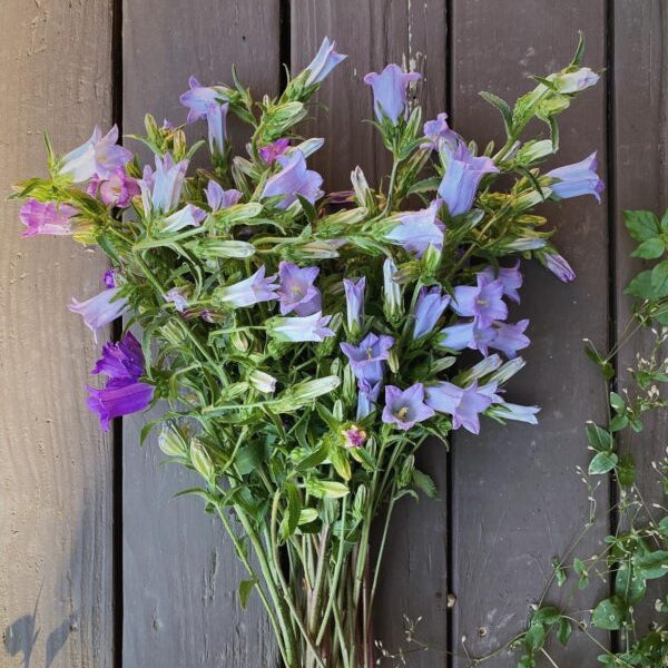 Ann's Bellflower Mix – Experimental Farm Network Seed Store