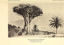 Dragon's Blood Tree (Canary Islands)