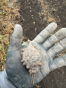 'Billington' Hopniss (American Groundnut) Tubers