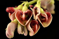 South Jersey Hopniss (American Groundnut)