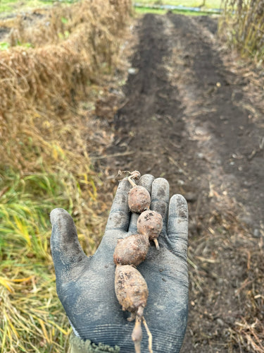 'Billington' Hopniss (American Groundnut) Tubers