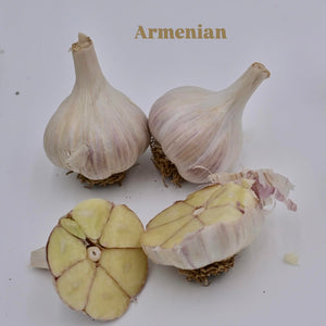 'Armenian' Hardneck Seed Garlic