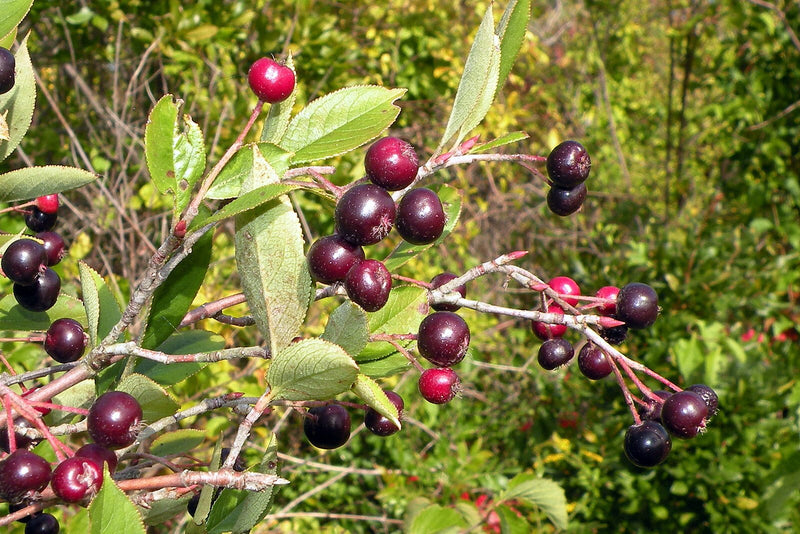 枝・実・果実 lani Aronia_floribunda__purple_chok