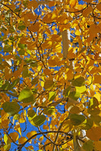 Quaking Aspen
