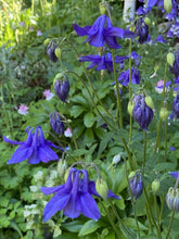 Aurora Columbine Grex