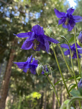 Aurora Columbine Grex