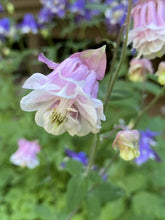 Aurora Columbine Grex