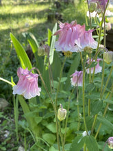 Aurora Columbine Grex