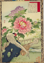 Tree Peony (Moutan Peony)