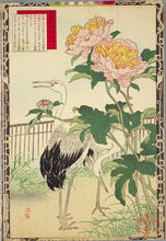 Chinese Peony (Garden Peony)
