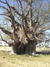 Senegalese Baobab