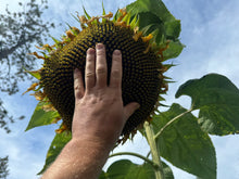 'Black Hole Sun' Sunflower