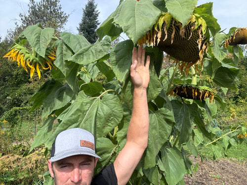 'Black Hole Sun' Sunflower