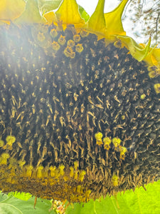 'Black Hole Sun' Sunflower