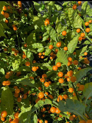 'Bode Orange' Hot Pepper