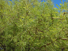 Honey Mesquite