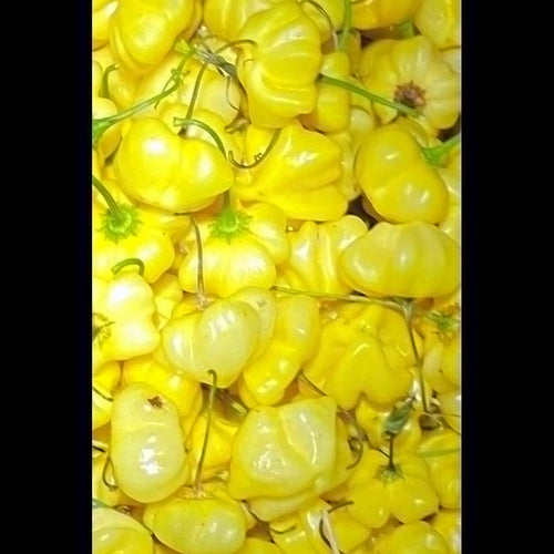 'Brazilian Starfish Yellow' Mild Hot Pepper