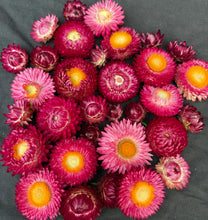 'Cranberry Rose' Strawflower