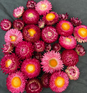 'Cranberry Rose' Strawflower