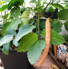 Jack Bean (Canavalia)