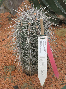 Saguaro Cactus