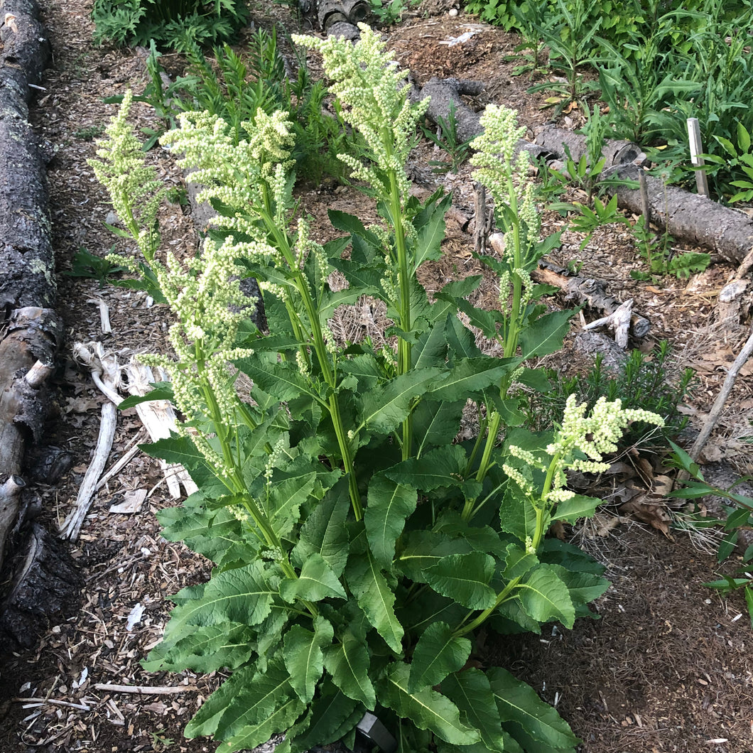 Caucasian Wild Beet (Perennial Chard)