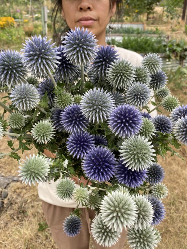 blue thistle flower seeds 'Celestial' Globe Thistle Mix (Blue & White)