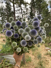 'Celestial' Globe Thistle Mix (Blue & White)