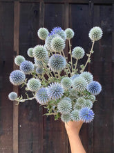 'Celestial' Globe Thistle Mix (Blue & White)
