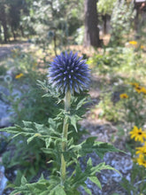 'Celestial' Globe Thistle Mix (Blue & White)