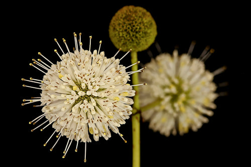 Buttonbush (South Jersey Ecotype)
