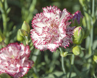 'Chabaud Benigna' Carnation (Dianthus)