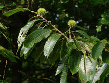 Elfers' Southern Chestnut Seedlings Mix (Zones 6-8)