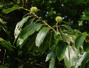 Elfers' Northern Chestnut Seedlings Mix (Zones 4-6)