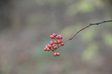 Sanshō (Japanese Peppercorn)