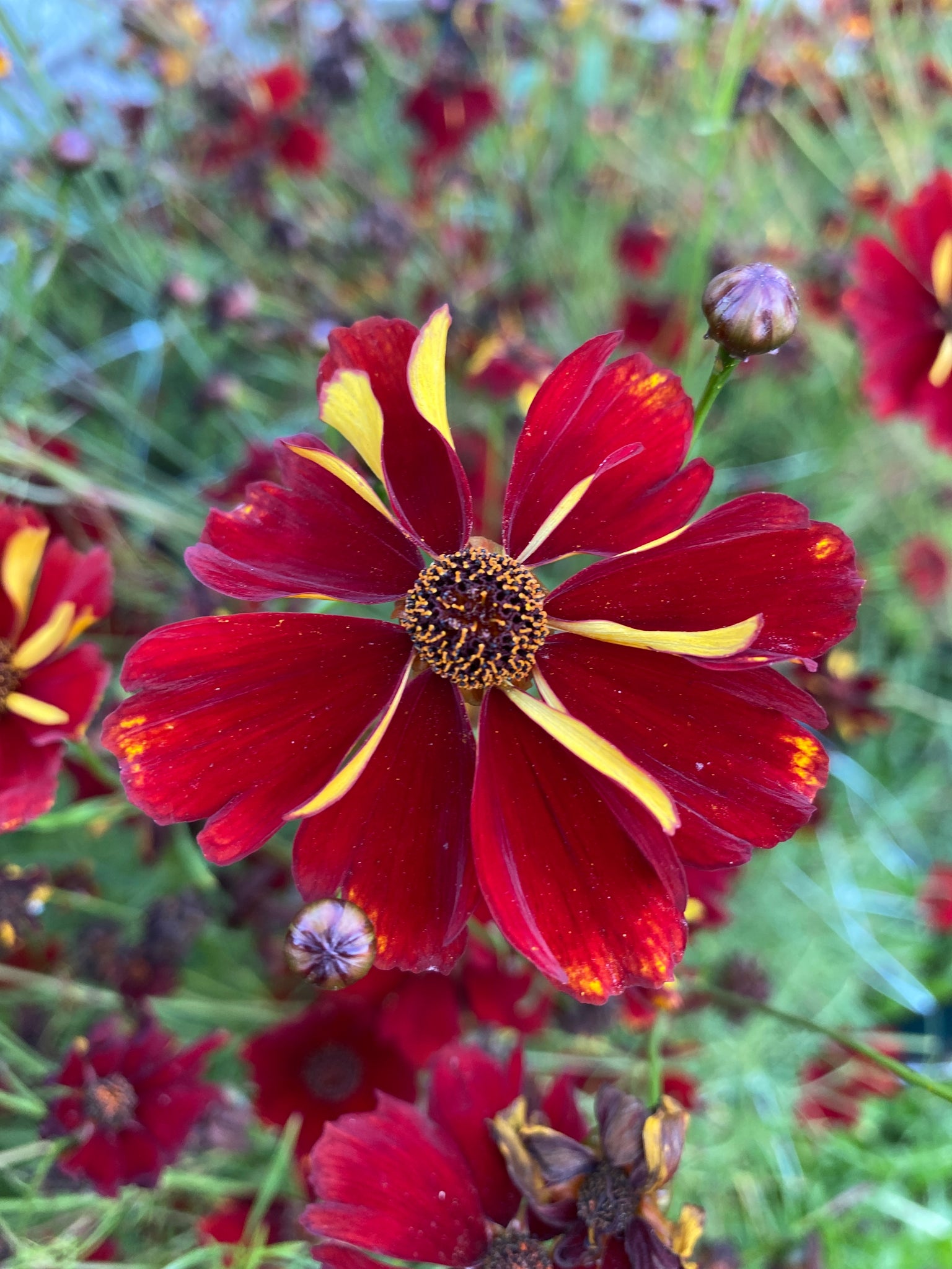 Cinnamon Dyer s Coreopsis Experimental Farm Network Seed Store cinnamon-dyer-s-coreopsis-experimental-farm-network-seed-store