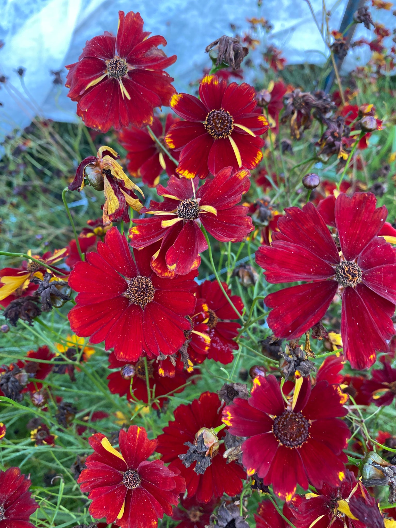 Cinnamon Dyer s Coreopsis Experimental Farm Network Seed Store cinnamon-dyer-s-coreopsis-experimental-farm-network-seed-store