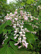 'Perkins Pink' Yellowwood