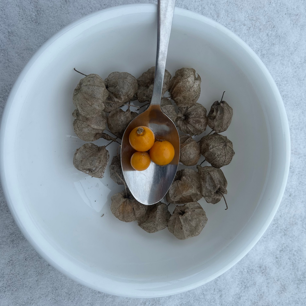 Clammy Groundcherry (Massachusetts Ecotype) – Experimental Farm Network ...