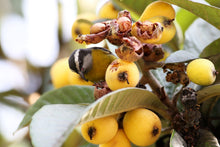 Loquat