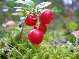 Latvian Lingonberry